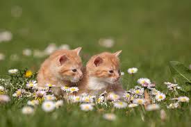 Three cats among flowers and hearts. Grass Cats Flowers Nature Chamomile Kittens Red Hd Wallpaper Wallpaperbetter