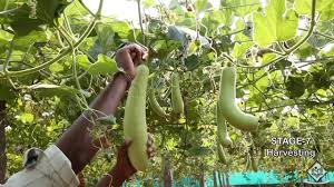 Cultivation Life Cycle Of Bottle Gourd Youtube