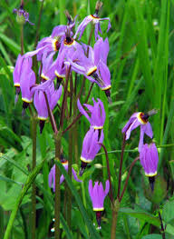 「http://plantadvice.co.uk/forum/viewtopic.php?f scientist」的圖片搜尋結果