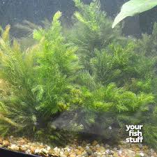 Image result for Aframomum wuerthii