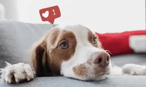 You need to write up the dreaded ad, select. 60 Paw Fect Instagram Captions For Dog Pics Xoxobella