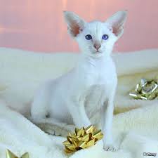 Where to find oriental shorthair cats for sale? Cattery Scottish Fold Siamese Oriental Kittens For Sale