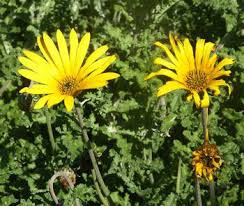 Image result for Arctotis