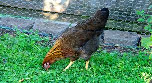 Araucana eggs are the bluest eggs known, and are caused by the oocyan gene. 7 Chicken Breeds Blue Easter Egger Ameraucana And Guinea Chicken Eggs