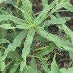 Image result for Erlangea