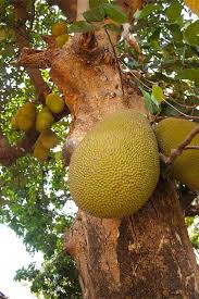 We did not find results for: Fruit Trees Images Of Fruit Trees In India