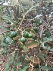 Image result for Capparis brassii