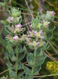 Image result for Lippia abyssinica