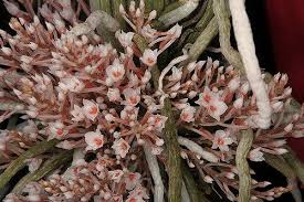 Image result for Microcoelia corallina