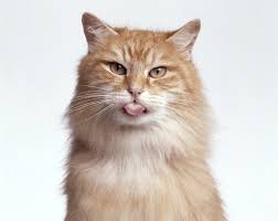 Cats Recognize Their Own Names Even If They Choose To Ignore Them Scientific American