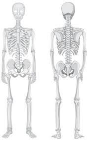 The skull is a critically important part of the skeletal system. Free Vector Human Skeleton Back