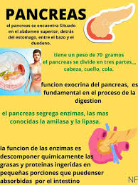 Pancreas In 2020 Pancreas Health Pancreas Endocrine