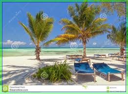 93 Reference Of Palm Tree Beach Chair Maplestory In 2020 Palm Trees Beach Beach Chairs Palm Trees