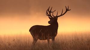 We have an extensive collection of amazing background images carefully chosen by our community. Whitetail Deer Cool Deer Wallpaper Otaku Wallpaper