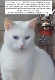 Is this lost cat known to anyone in the IFalls area?