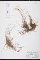 Image result for Eleocharis retroflexa