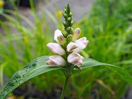 Image result for Vernonia glabra