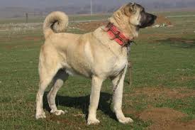 The kangal dog is not recommended for apartment life. Turkish Kangal Dogs Protect American Cattle Across The Atlantic Turkey News