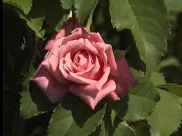 Maybe you would like to learn more about one of these? Super Plant Belinda S Dream Rose Easy To Grow Youtube