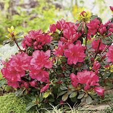 15 ha hunderte verschiedene sorten und arten der rhododendron besichtigt werden. Japanische Azalee Maraschino Rhododendron Obt Maraschino Immergrune Laubgeholze Garten Schluter