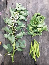 Fresh collard greens can be tough, and older greens may require up to 45 minutes of cooking to become tender. Life Cycle Gardening Maximize Your Harvest Mother Earth News