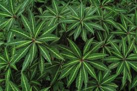 Image result for Impatiens oreocallis