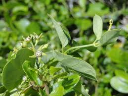 Image result for Cynanchum obtusifolium