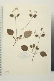 Image result for Calceolariaceae