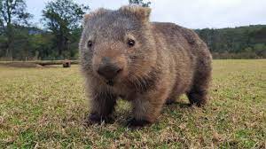 Wombats are marsupials, related to koalas and kangaroos. Wombats Im Kampf Gegen Die Buschfeuer M94 5