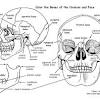 If an incision cuts the heart into right and left parts, the section is a _ section, but if the heart is cut so that anterior and what body cavity are the ovaries located? 1