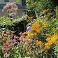 Wake Up Your Yard with Native Plants event image