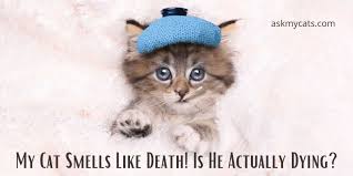If your cat is more than three years overdue for its vaccination, . My Cat Smells Like Death Is He Actually Dying
