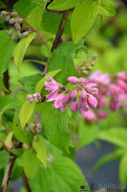 Image result for Deutzia hybrida Pink Pompon