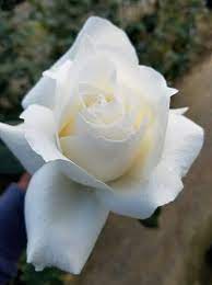 今日のバラ rose of the day パスカリ wakana 純白の半剣弁高芯咲き 中大輪房咲きのバラ トラディショナルで純白の花で これだけ安定感 完成度の高いバラははかはかない 四季咲き性 ティの微香 切り花にもむく 木立樹形のハイブリッドティで