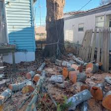 THAXTON TREE REMOVAL