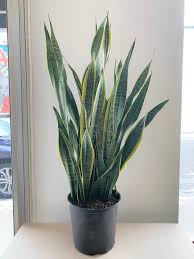 Image result for Uvaria laurentii