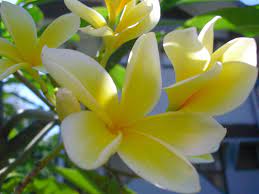 Plumeria Alba Plumeria Beautiful Flowers Flowers