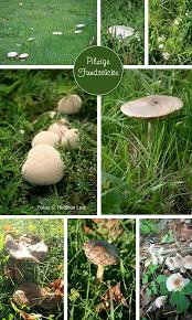 Muss ich ein verein sein um spenden zu. Pin Auf Nature