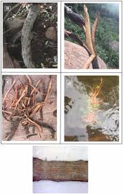 Image result for Ancylobothrys robusta