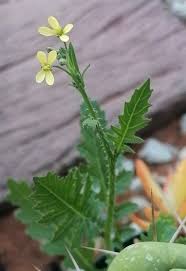 Image result for Rumex lanceolatus