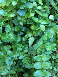 Image result for Berula erecta