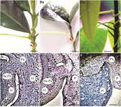 Image result for Cuscuta cassytoides