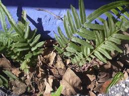 Image result for Pteris vittata