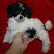 Black And White Parti Toy Poodle Micro Teacup Poodle Puppies Toy Poodles For Sale Poodle Puppies For Sale Poodle Dog