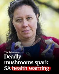 Adelaide Hills, South Australia cow field butterflies