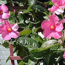 Maybe you would like to learn more about one of these? Mandevilla Alice Du Pont Grower Direct