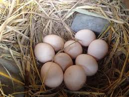 Check spelling or type a new query. Telur Ayam Kampung Steemit