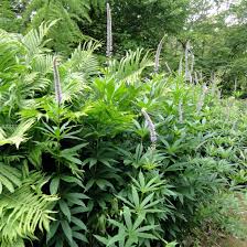 It is hardy to zone (uk) 6. Veronicastrum Sibiricum