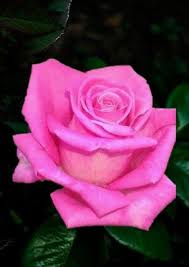 One Day Beautiful Rose Flowers Roses Only Beautiful Roses