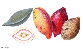 Image result for Terminalia catappa